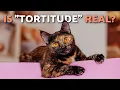 Tortoiseshell Cat Personality What Are They REALLY Like