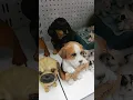 showpiece Dogs