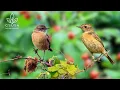 Lagu Bird Sounds: Gentle Nature Melodies for Sleep, Study\u0026 Stress Reduction | Calming Forest Bird Sounds