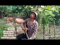 Download Lagu Pak Ayan Ating.