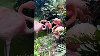 Even Flamingos Have a Love Life! 😂🦩❤️