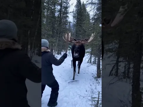 This man wasn’t afraid of the moose 😲