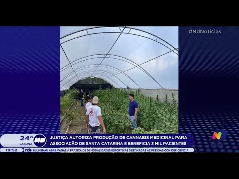 Justiça autoriza produção de cannabis medicinal para associação de SC e beneficia 3 mil pacientes