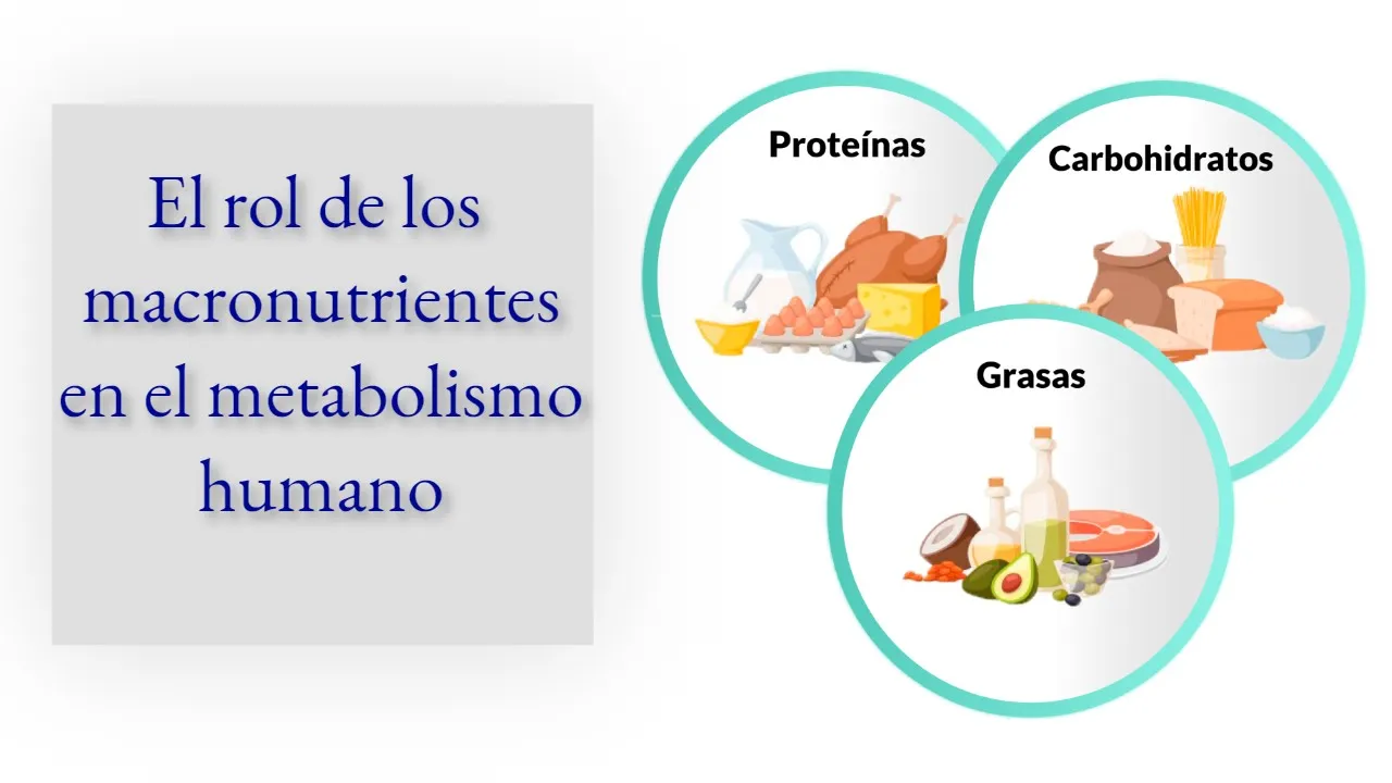 Los macronutrientes y su rol en el metabolismo humano