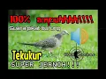 Lagu suara pikat burung tekukur paling ampuh❗super jernih❗durasi panjang❗cocok buat berburu dan pancingan