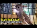 Download Lagu suara panggilan cucak jenggot jantan AMPUH untuk pancingan