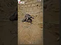 Download Lagu Janvaro per bharosa kiya ja sakta hai per insanon per nahin #trending #views #viral #status #🐕🐕🐕🐕🐕