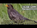 Download Lagu Jalak Lawu gacor panjang #birds #masteranmuraibatu #masteran