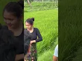Download Lagu Viral cewek cantik sedang memperbaiki kainnya di tengah sawah. #lombokvirall #gadislombok #gadisdesa