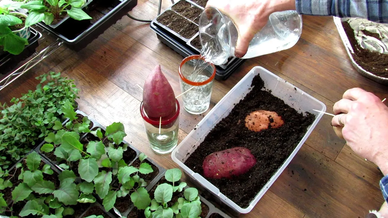 2 Ways to Grow Sweet Potato Slips Indoors, Time Frame, Growing Needs, Rooting Slips & Harvesting