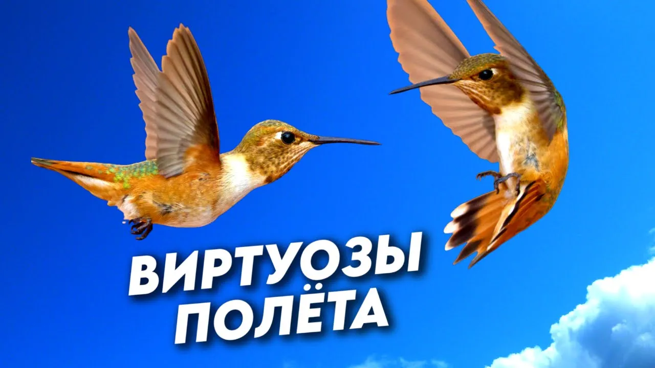 Пять животных, овладевших искусством высшего пилотажа