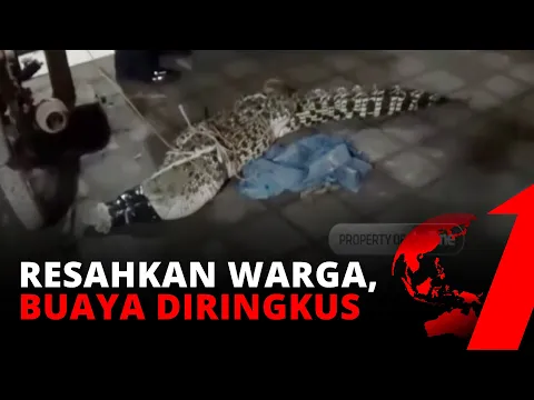 Seekor Buaya di Sungai Gisik Sidoarjo yang Meresahkan Warga Berhasil Ditangkap | tvOne