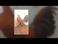 BARREL COLONY GAMEFOWL FIRSTMOVIE04182019