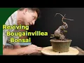 Bonsai Bougainvillea More Growth Less Flowers