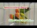Download Lagu Lovebird Nyasa (Agapornis Lilianae)...Pilihan Breeding Yang Ideal