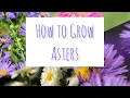 Lagu How to Grow Asters
