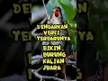 Download Lagu Masteran sikatan londo versi terbaru #sikatanlondo #nightingale #burung #bird #birds #birdslover