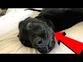 Labrador Puppy Gets The Hiccups