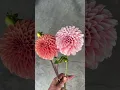 Download Lagu Are these the same dahlia?