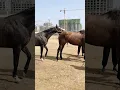 Download Lagu Horse Short Film #shorts