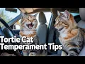 Tortie Cats Personality Traits