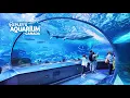 Toronto Ripley s Aquarium of Canada - Full Tour 2026 4K
