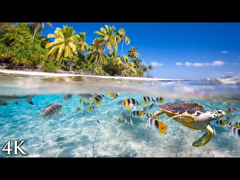 Download MP3 11 HOURS Stunning 4K Underwater footage + Music | \