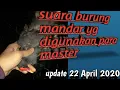 Download Lagu suara pikat burung mandar/bantiung