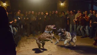 كلب جيرمن شيبرد هرب من صاحبه لانه كان بيدخل بيه مصارعة الكلاب بس صاحبه مسابوش 