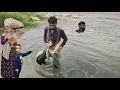 Download Lagu 🐍 INSANE Fishing Hack: Using a COBRA as Bait?! (You Won't Believe This!) 🎣