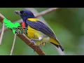 Download Lagu Burung Pentis Kumbang Tembakanya Paten