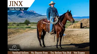 Jinx 14 3H All-Around Ranch Youth Rodeo Gelding for Sale - Cody WY Trail Cattle Show Broke