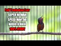 Download Lagu MASTERAN KOLIBRI NINJA FULL TEMBAKAN TAJAM MEWAH SPEED RAPAT JERNIH AMPUH BIKIN GACOR