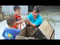 Download Lagu Single mother picking persimmons in the mountains - taking care of animals.