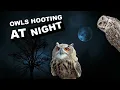 Download Lagu Owls hooting at night. 8 hours of owl sounds *hoot* *hoot*