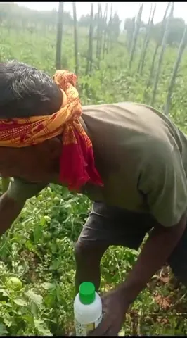रांची में टमामटर की बंपर पैदावार, किसान ने किया नैनो यूरिया का उपयोग | वनइंडिया हिंदी