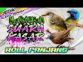 Lagu MASTERAN SUARA KASAR ROLL PANJANG TEPUS KINOI CIBLEK, BURUNG KECIL, MURAI BATU FULL TEMBAKAN KASAR