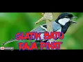 Download Lagu suara pikat glatik batu.. raja pikat