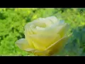 Romantic Classic Piano Love Songs - Top 200 Relaxing Beautiful Love Songs 70s 80s 90s 💖💖💖
