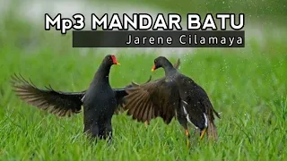 Download Suara Pikat Mandar Batu Jarene, Cocok Untuk Pikat Jaring Dimalam Hari !! (Common Morhen) MP3