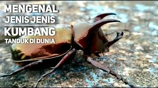 Download KOLEKSI YUK! 7 JENIS KUMBANG TANDUK TERCANTIK DI DUNIA MP3