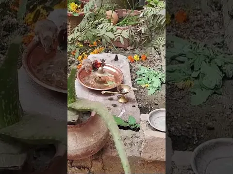 #rat pray lord shiva@#