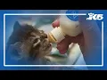 Kitten shower in Shoreline aids abandoned kittens and pregnant cats amid seasonal surge