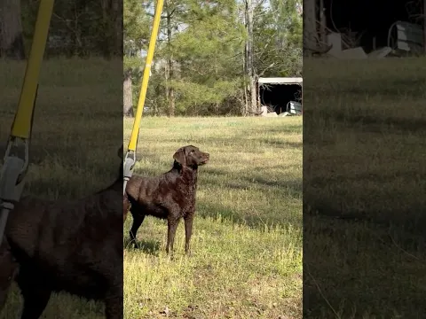 Buster has never seen a bird this big!