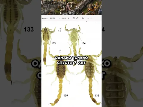 Скорпион, названный в честь Factorio