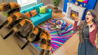 مقلبت زوجتي اميره لمدة يوم كامل ماتت رعب من العنكبوت 