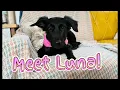 Download Lagu Meet La La La Luna!