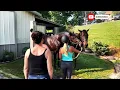 Lagu How Stallions Breed First Time at Horse Stable Educational Video