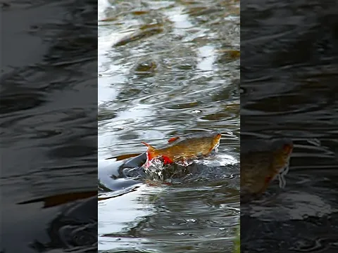 The most spectacular shots of a pike attack.