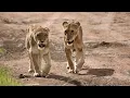 Download Lagu Wildlife impressie Tanzania noordelijke parken